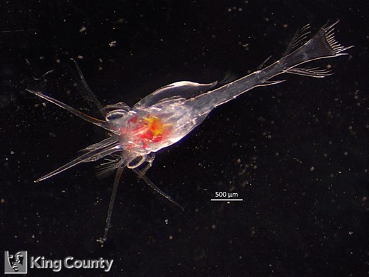 Photo of Decapoda: crab larval stages